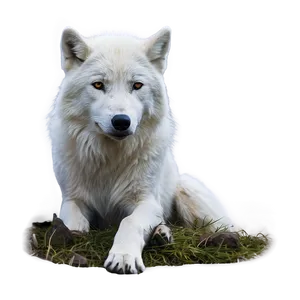 Lone Arctic Wolf Png Fdh79 PNG image