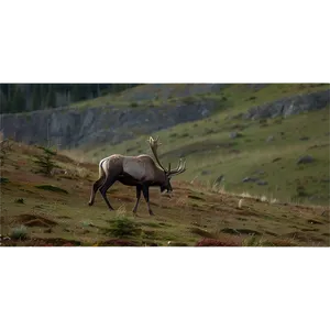 Lone Caribou On Hillside Png 06292024 PNG image