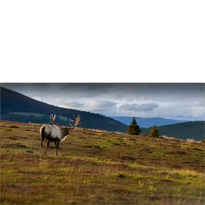 Lone Caribou On Hillside Png Kna PNG image