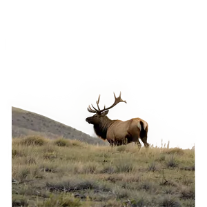 Lone Elk Png 05242024 PNG image