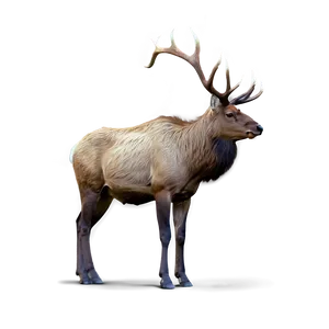 Lone Elk PNG 05242024 PNG