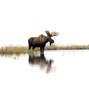 Lone Moose In Wild PNG Ywn PNG