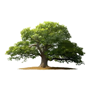Lone Oak Landscape PNG Tdl PNG