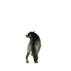 Lone Wolf Howlingin Darkness PNG image
