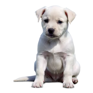 Lonely Puppy Sitting Png 06292024 PNG image