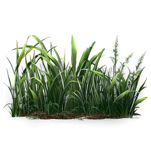 Long Green Grass Png 06262024 PNG image