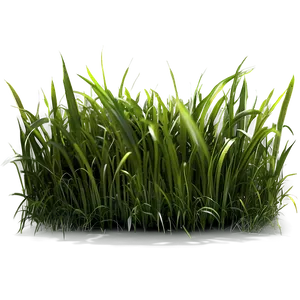 Long Green Grass Png 06262024 PNG image