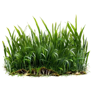 Long Green Grass PNG 06262024
