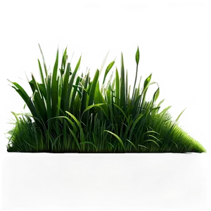 Long Green Grass PNG 84