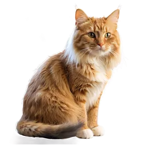 Long Haired Cat Png Wnq31 PNG image