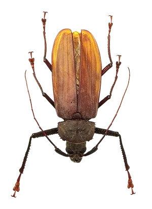 Longhorn Beetle Specimen PNG image