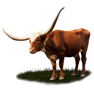 Longhorn Cattle Png 71 PNG image