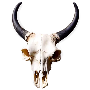 Longhorn Skull A PNG image