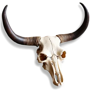 Longhorn Skull C PNG image