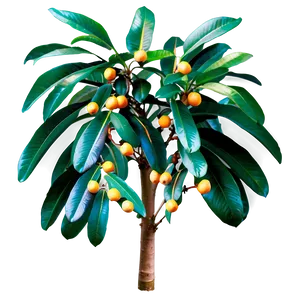 Loquat Tree PNG 42 PNG
