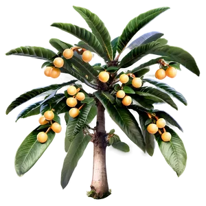 Loquat Tree PNG 51