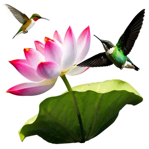 Lotus And Hummingbird Png 85 PNG image