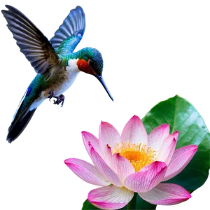Lotus And Hummingbird Png Ojb PNG image