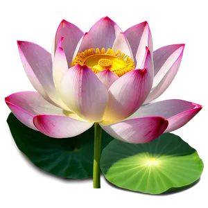 Lotus Bloom PNG Udv