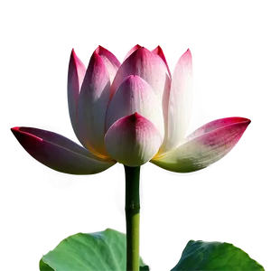 Lotus Bud Png Din PNG image