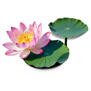 Lotus Flower Png 05242024 PNG image