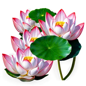 Lotus Flower Png 22 PNG image