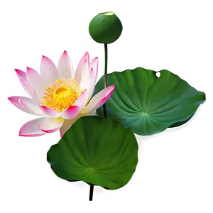 Lotus Flower Transparent Png Wjs24 PNG image