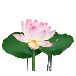 Lotus In Full Bloom Png 05242024 PNG image