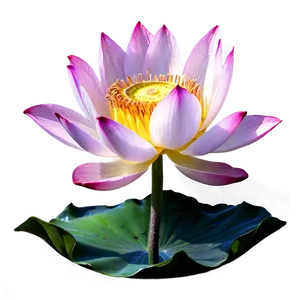 Lotus In Sunrise Png 05242024 PNG image