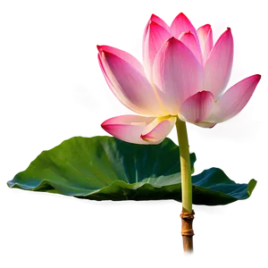 Lotus In Sunrise Png Uxn36 PNG image