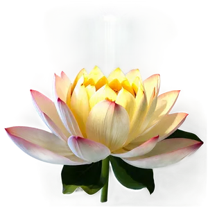 "lotus Light: Enlightening Flower PNG" D