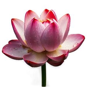 Lotus With Dewdrops Png 05242024 PNG image