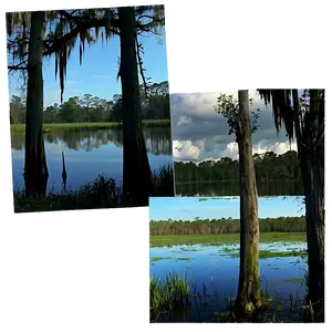 Louisiana Swamp Scene Png Kfs PNG image