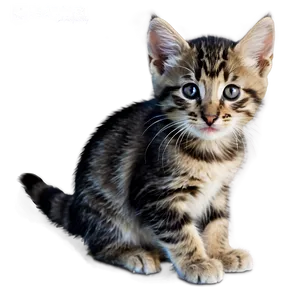 Lovable Kitten Friend Png 2 PNG image