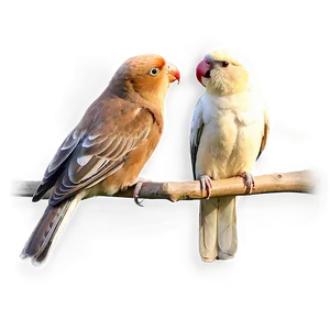 Love Birds Pair PNG 05032024