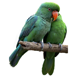 Love Birds Pair PNG 91
