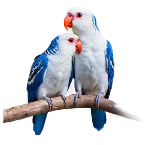 Love Birds Pair PNG Ykx68