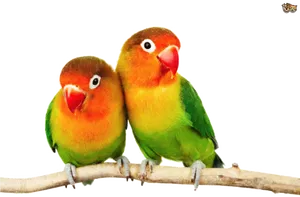 Lovebirds Perched Together PNG image
