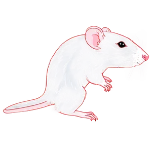 Lovely Rat Drawing PNG 24 PNG