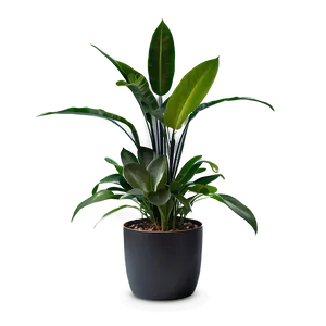 Low Light Indoor Plants PNG Qae42 PNG
