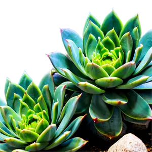 Low Light Succulents PNG 36 PNG