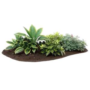 Low Maintenance Plant PNG 27