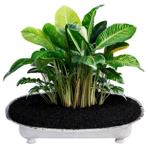 Low Maintenance Plant PNG Oca90