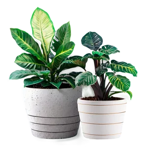 Low Maintenance Potted Plants PNG 06122024 PNG