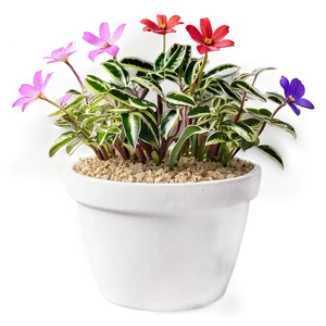 Low Maintenance Potted Plants PNG Ycm PNG