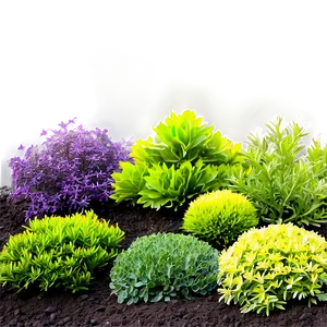 Low Maintenance Shrubs PNG 06122024
