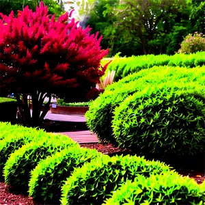 Low Maintenance Shrubs PNG 16