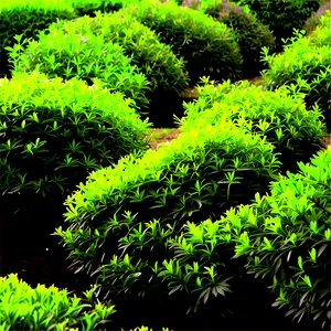 Low Maintenance Shrubs Png 80 PNG image