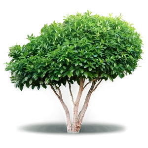 Low Maintenance Shrubs PNG Fca29 PNG