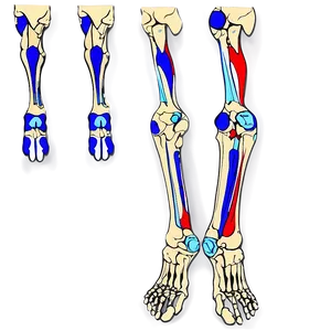 Lower Limb Skeleton Anatomy PNG Kas58 PNG